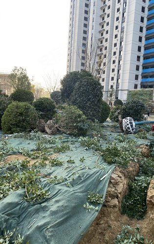 建業天璽綠化施工正式啟動，匠心打造生態宜居社區