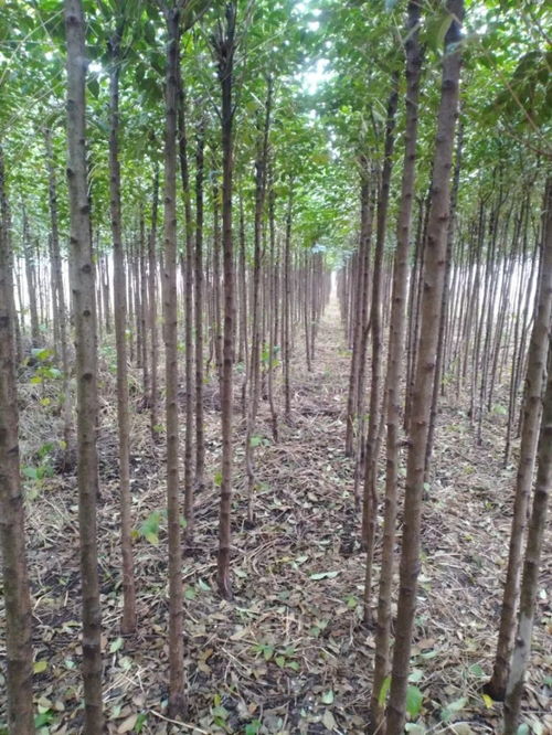 唐河縣大地園林綠化工程公司入駐苗木通——專注黃山欒與三角楓，打造城市綠色新名片
